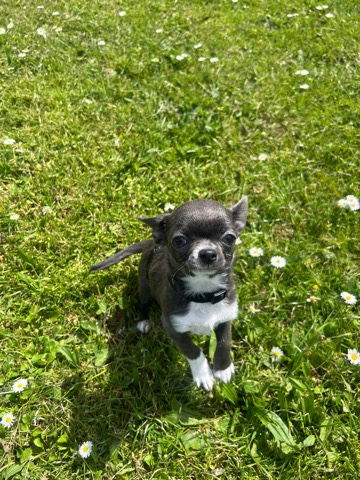 Chihuahua – chihuahua Pablo