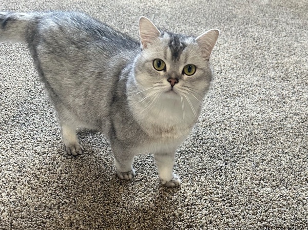 Scottish Fold – Cat looking for sweet home! – Happy Valley