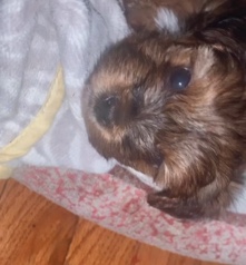 Yorkshire Terrier – Yorkshire Terriers