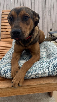 Rottweiler – indi