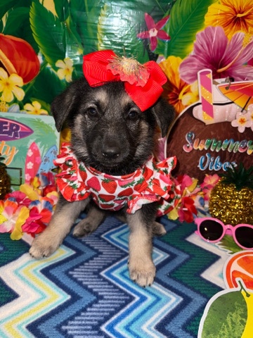 German Shepherd – German shepherd