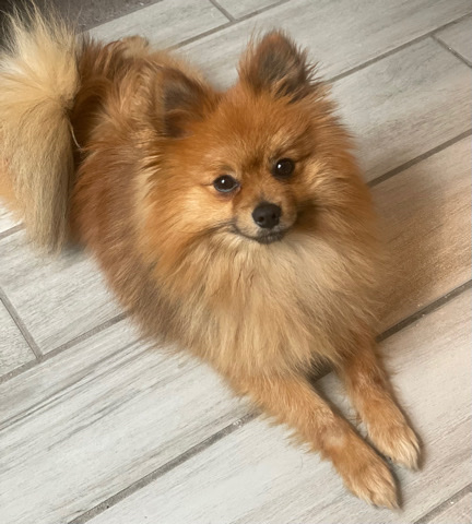 Pomeranian – Sweet boy Pomeranian