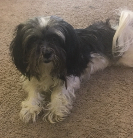 Shih Tzu – selling/rehoming