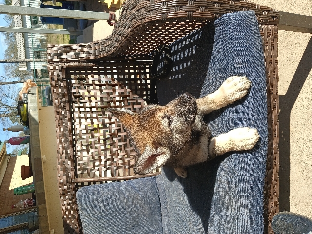 Old German Shepherd Dog – Looking for good home for my sweet pups