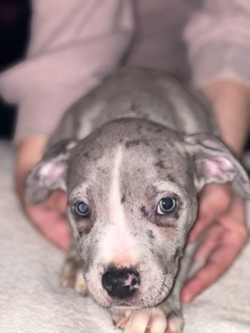 American Bulldog – xl bully pups