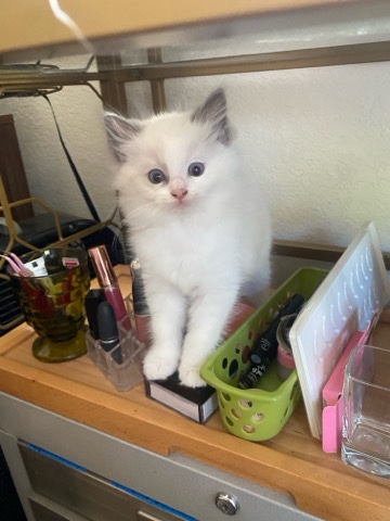 Ragdoll – ragdoll kittens
