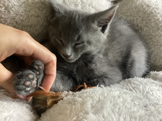 Polydatyl Russian Blue kittens