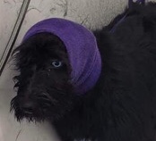  Husky labordoodle mountain dog mix 