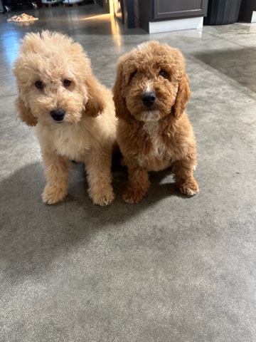 Golden Retriever – F1b mini goldendoodle