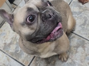 French Bulldog - 🐾 French Bulldog for Sale – Meet Amira 🐾 available for adoption in Beeston