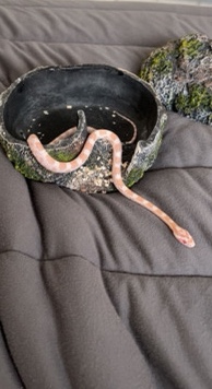 Snow Coral Corn Snake