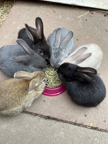 5 month old bunnies 
