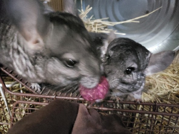 chinchilla – Cute Chinchilla Gals