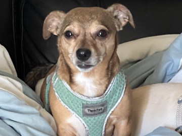 Jack Russell Terrier – Energetic Jack Russell Terrier for Rehoming in Draper – Draper