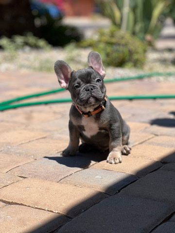 French Bulldog – fluffy carrier l4l4 structured frenchies