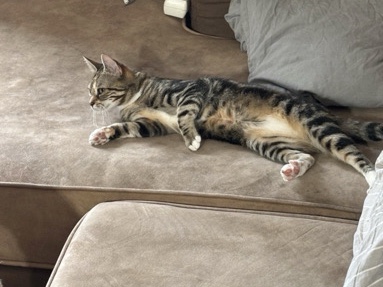 2 Katzen (4&5) in liebevollen Händen abzugeben. – Duisburg