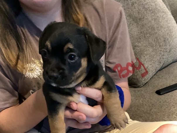 blue healer mix chihuahua – Albuquerque