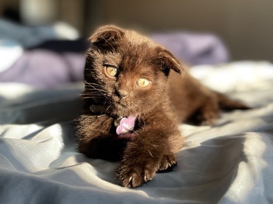 Scottish Fold – Mixed Black Scottish Fold Cat