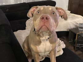 American Bulldog – Liebevolles Zuhause für unseren American Bully Tricolor XL gesucht – Gießen