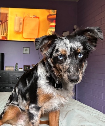 Miniature Australian Shepherd – Looking to rehome