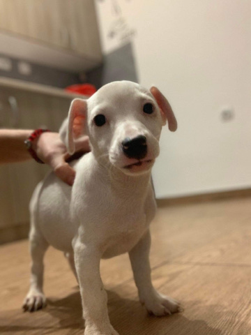 Jack Russell Terrier – Jack Russell Terrier Hündin Welpe