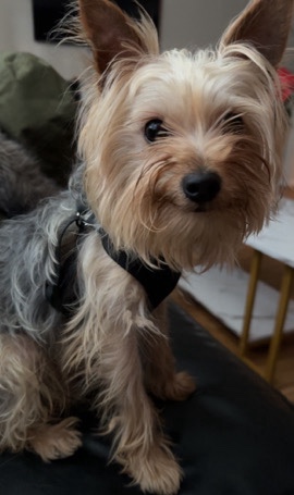 yorkie