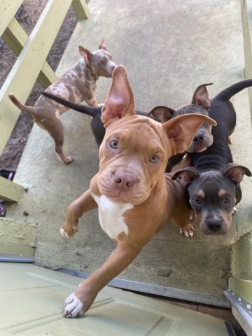 American Pit Bull Terrier – American Bully’s