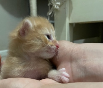 rehoming kitten