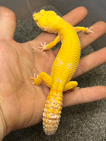 Needs Home