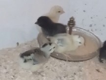 pollitos de gallina