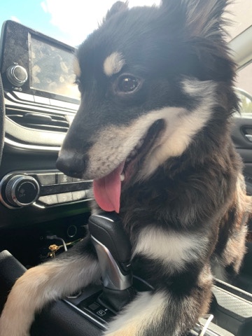 Siberian Husky – 5 Month Pomsky