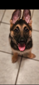German Shepherd – German Shepherd