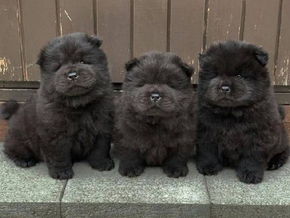 Chow Chow – KC Registered Chow Chow Puppy for Sale – 7 Weeks Old – Memphis