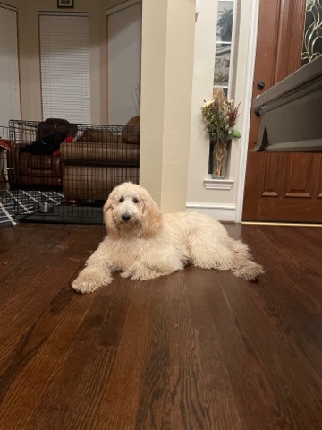 Max -Labradoddle