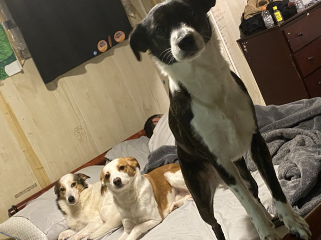 Mixed Breed – My 3 doggies – Belleville
