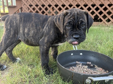 Cane Corso – 10 Week Old Cane Corso Puppy – Pilot Point