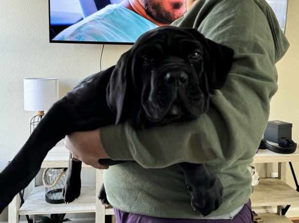 Cane Corso – Cane Corso – Waldorf