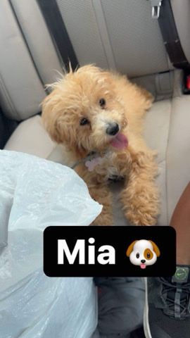 Poodle – toy poodle
