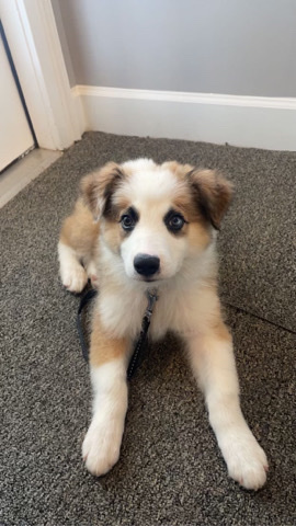 Australian Shepherd – Rehome my puppy