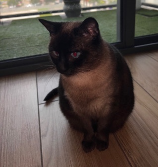Siamese – Amber