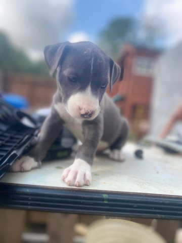 blue nose pit bull and American pit bulls