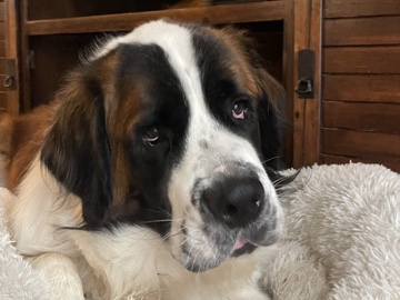 St. Bernard – Rehome Franklin