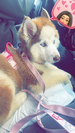 Labrador Husky – husky