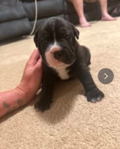 Staffordshire Bull Terrier – puppies/staffie x shar-pie