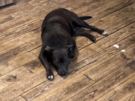 looking to a large lap dog? – Houma