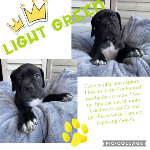 Cane Corso – Cane Corso puppies
