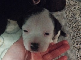 Staffordshire Bull Terrier - Staffordshire bull terrier puppies for sale available for adoption in London