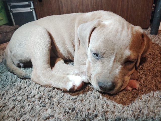 American Pit Bull Terrier - female pit bull puppies available for adoption in Springfield