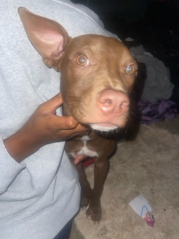 American Pit Bull Terrier – RedNose Pitbull