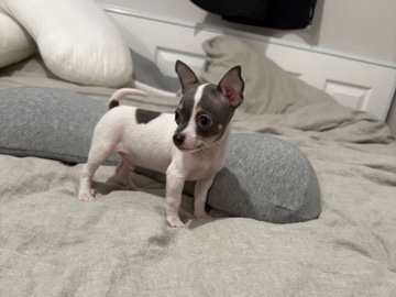 Chihuahua – Chihuahua puppy